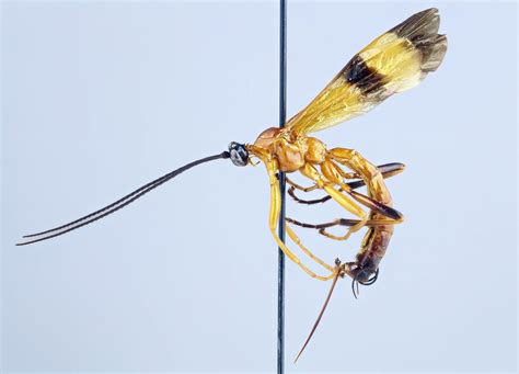 New Parasitoid Wasp Species Discovered That Can Manipulate Spiders Behavior