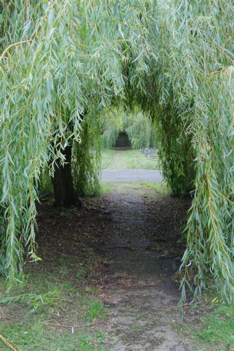 Their drooping branches and attractive growth habit make them the most distinct group of the species. Willow trees | Willow trees garden, Weeping willow tree ...