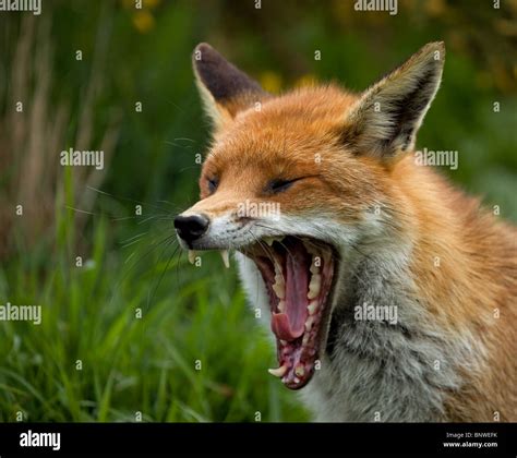 Red Fox Yawning Stock Photo Alamy