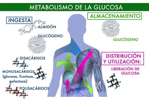 El Metabolismo De Los Carbohidratos Y Su Influencia En El Peso