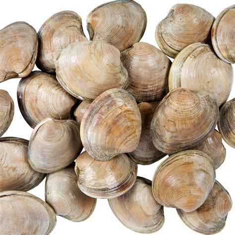 Lintons Seafood Hard Shell Little Neck Live Clams 100case
