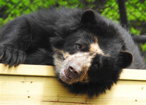 Spectacled Bear Arrives At Cmco Zoo