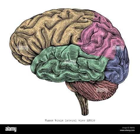 Cervello Umano Vista Laterale Del Disegno A Mano Vintage Illustrazione