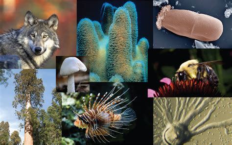 52 Origin Of Biodiversity Biology Libretexts