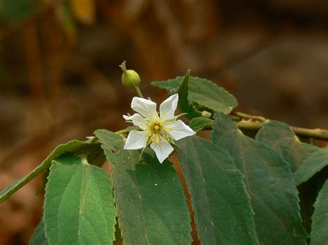 Muntingia Calabura Common Name Jamaica Cherry Panama Che Flickr