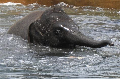 Baby Elephant Cooling Off Water Baby Elephant Animal Hd Wallpaper