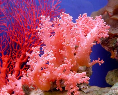 Resultado De Imagen De Fotos Corales Marinos Коралл Подводные
