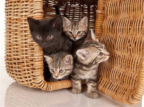 Cute Kittens In A Picnic Basket Stock Image Image Of Cuddly Young