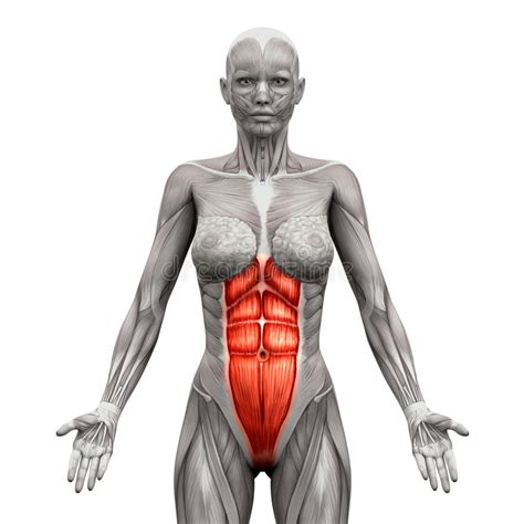 This mri abdomen axial cross sectional anatomy tool is absolutely free to use. 35 Ways To Improve Your Breaststroke Leg Kick - Stroke ...