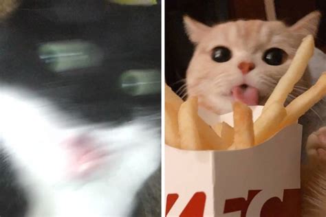 Cats Who Share One Braincell 50 Times Cats Acted So Dorky Their