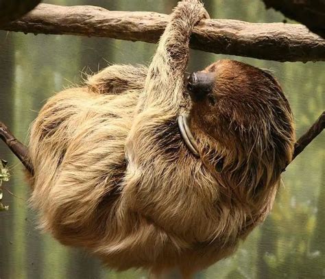 Do Sloths Have Predators 8 Killers And How They Kill Natience