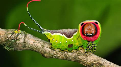 Beetle Boys Bioblog Top 5 Strangest Caterpillars