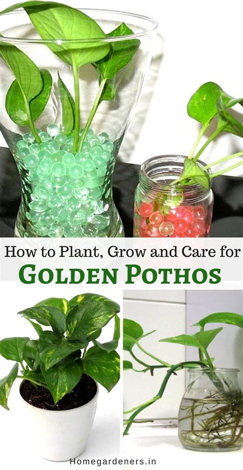 Thanks for watching :) watch my other video: Golden Pothos Care - How to Plant, Grow and Care for Money ...