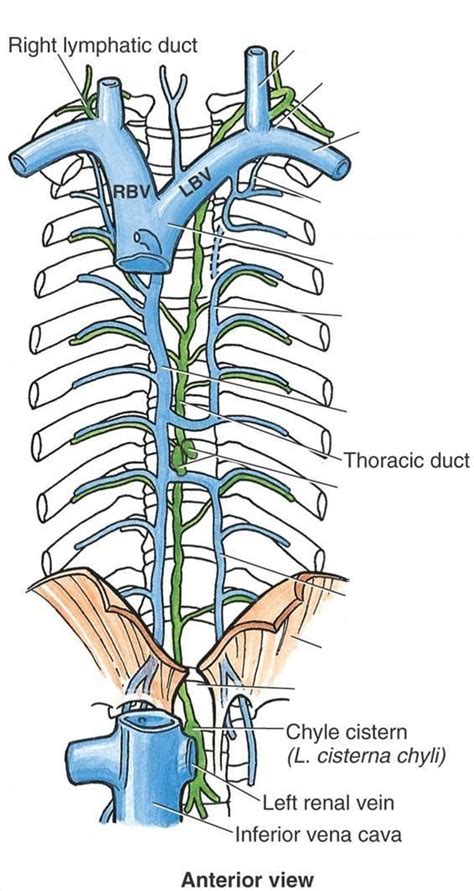 Lymphatic And Thoracic Duct Entrance Venous Angles Thoracic Duct