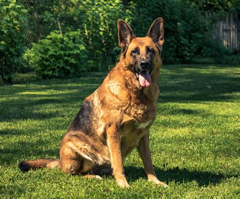 Trained German Shepherds can now detect coronavirus, researchers say ...