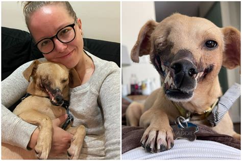 Bait Pup Who Lost Half Her Face To Brutal Dogfights Learns To Love