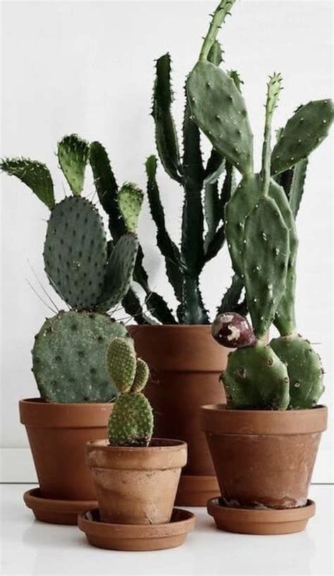 Three Different Types Of Cactus In Clay Pots