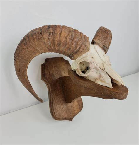 Mouflon Trophy Skull On 3d Wall Shield Ovis Orientalis Catawiki