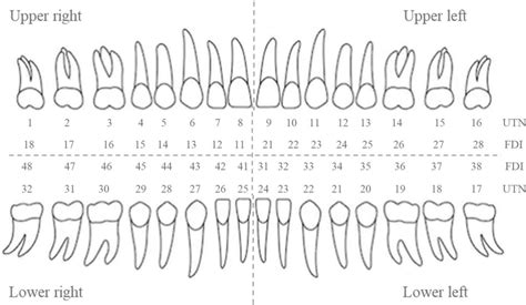 Infographic Chart With Teeth Numbers Infographic Dental