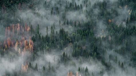 Download Wallpaper 3840x2160 Forest Trees Fog Aerial View Nature 4k