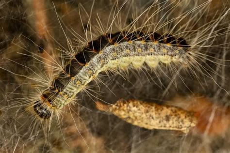 De eikenprocessierups (thaumetopoea processionea) is de rups van een nachtvlinder. Proef blijkt succes: krijgen we de eikenprocessierups er ...