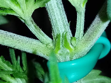 Sexing Plant Grow Question By Noname123 Growdiaries