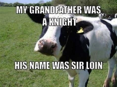 Funny Cow Memes Plus Friday Frivolity Blog Party Munofore