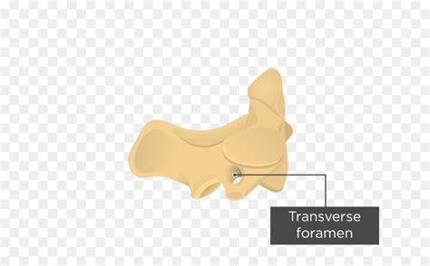 Axis Coluna Vertebral Anatomia png transparente grátis
