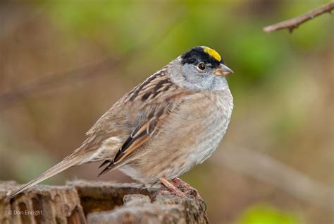 Meet Weary Willie The Golden Crowned Sparrow