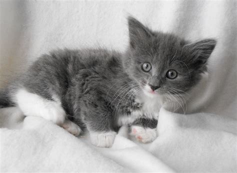 Beautiful Fluffy Grey And White Kittens 8wks Old