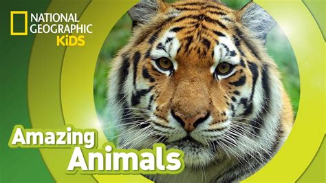 Top 164 Amazing Animals National Geographic Youtube