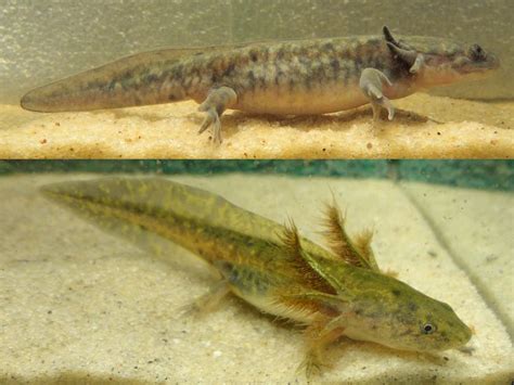 Pin By Beepo On Sprygerns In Tiger Salamander