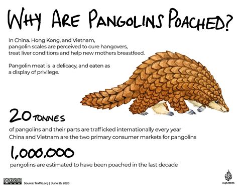 The demand for pangolin meat and scales used in traditional chinese medicine in china and. Primates, pangolin scales, leopard bones: The perils of ...