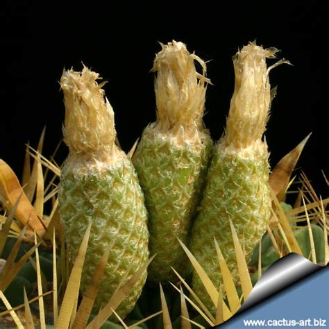 Still feeling confused, after all those answers? Ferocactus Latispinus var flavispinus