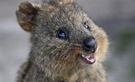 The quokka is a small marsupial that is curious, and eager to pose for selfies. Quokka - Meet The World's Happiest And Cutest Animal