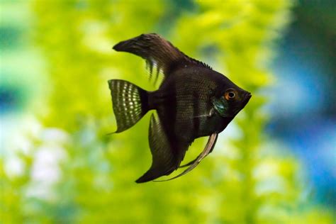13 Types Of Angelfish For Freshwater Aquariums With Pictures Pet Keen