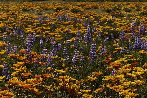 Field Of Wildflowers Free Stock Photo Public Domain Pictures