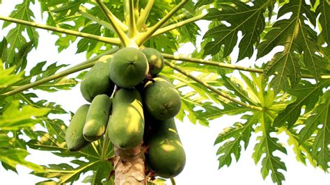 How To Keep Papaya Tree Short A Detailed Guide To Growing Papaya At Home