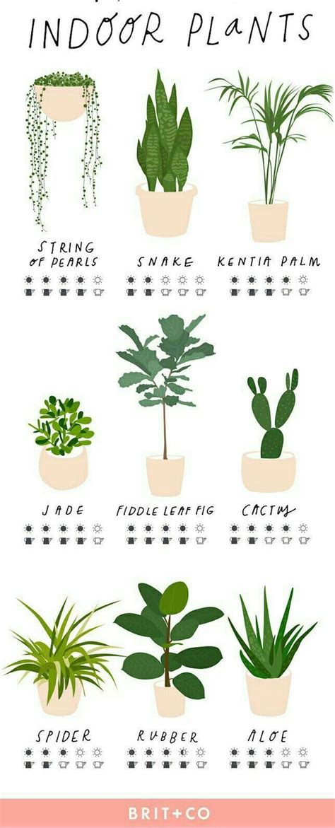 Keep string of pearls in average indoor temperatures, around 72 degrees fahrenheit, and avoid drafty areas. Pin on Plant & Floral Love