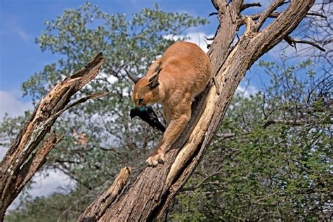 Do Caracals Make Great Pets Legality Ethics And Faqs Pet Keen