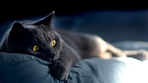 Russian Blue Cat Laying Down On Bed Hd Wallpaper Wallpaperfx