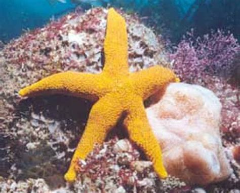 How do echinoderms move? - proquestyamaha.web.fc2.com