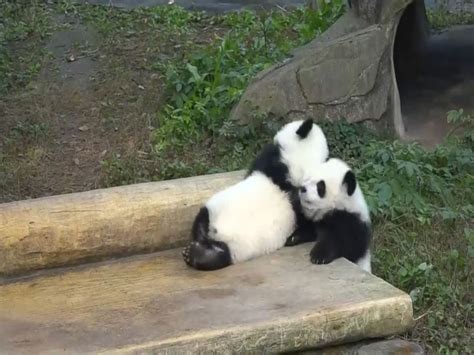 Giant Panda Twins Make Debut In Southwestern China Video Abc News