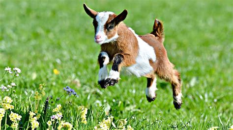 Cute Baby Goats Jumping And Running Youtube