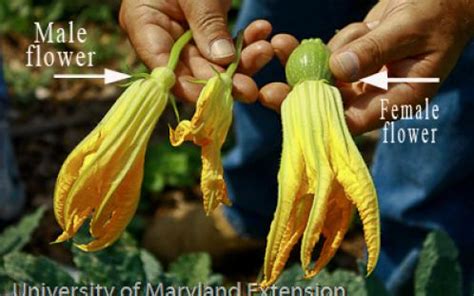 These two systems are connected by vascular tissue that the shoot system contains the flowers, stems and leaves. Squash blossoms dropping off - Ask an Expert