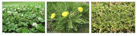 Video Winter Weeds Lawn Solutions Australia