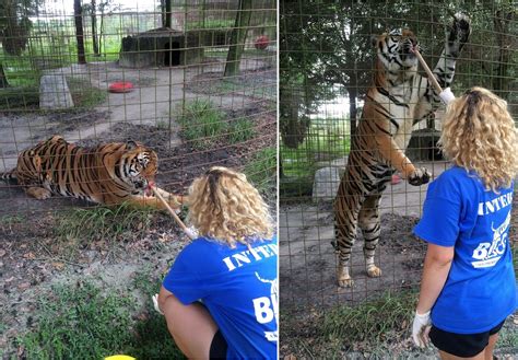 We did not find results for: Big Cat Rescue Internship Solidifies Calling for Biology ...