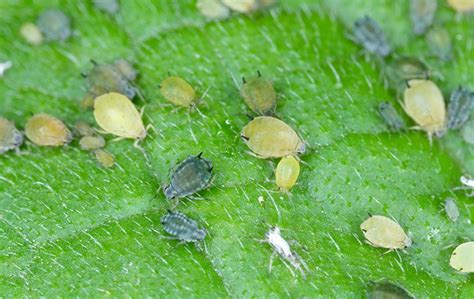 Aphids Guide To Aphid Identification Control And Prevention In Ca