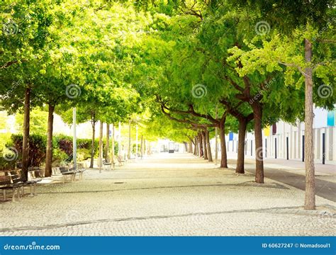 Green Alley Stock Image Image Of Environment Forest 60627247