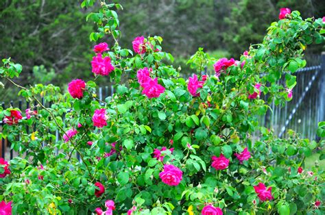 Plant Bare Root Roses Now For Spring Blooms Dianas Designs Austin
